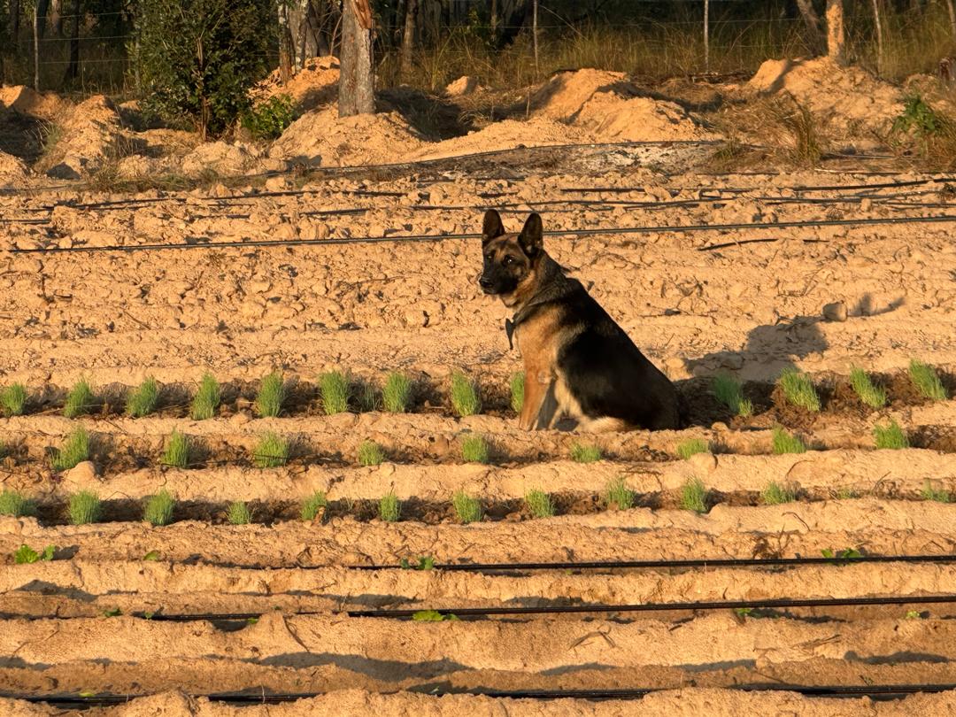 Golden%20Grace%20Acres%20|%20Gweru%20Farming
