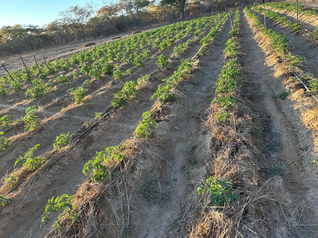 Golden%20Grace%20Acres%20|%20Gweru%20Farming